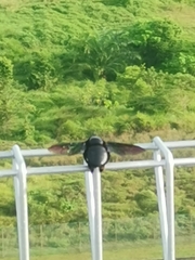 Xylocopa latipes