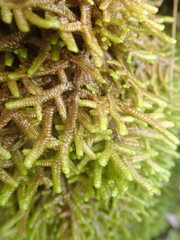 Porella amoena