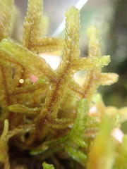 Porella amoena