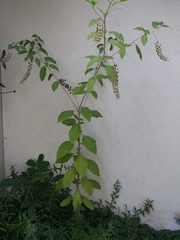 Phytolacca americana