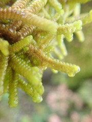 Porella amoena