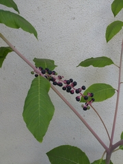 Phytolacca americana