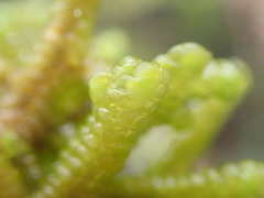 Porella amoena