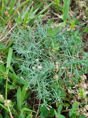 Erigeron divaricatus