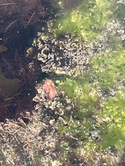 Eurylepta aurantiaca