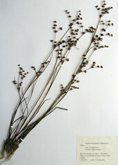 Juncus articulatus limosus