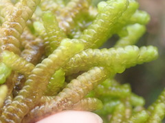 Porella amoena