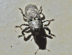Gasterocercus depressirostris