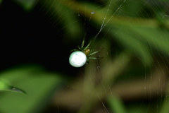 Aoaraneus pentagrammicus