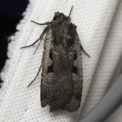 Parabagrotis