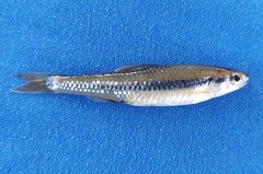 Notropis petersoni