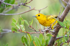 Setophaga petechia cruciana