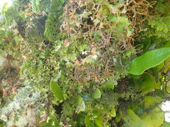 Pseudocyphellaria lindsayi