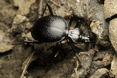 Scaphinotus interruptus