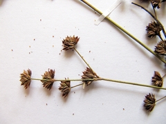 Juncus articulatus limosus