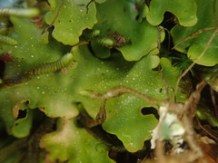 Pseudocyphellaria lindsayi