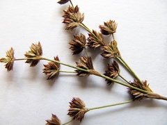 Juncus articulatus limosus
