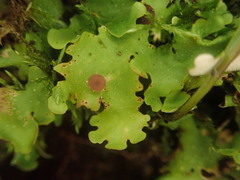 Pseudocyphellaria lindsayi