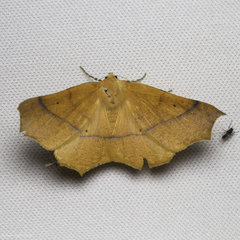 Tetracis cervinaria