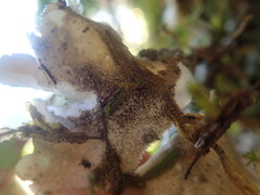 Pseudocyphellaria lindsayi