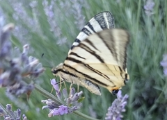 Iphiclides podalirius
