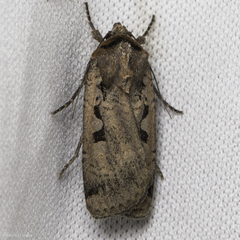 Parabagrotis