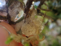 Pseudocyphellaria lindsayi
