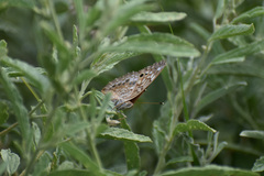 Asterocampa celtis antonia