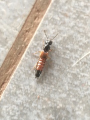 Staphylinidae