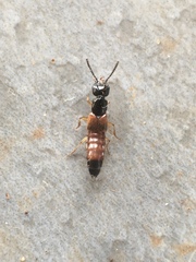 Staphylinidae