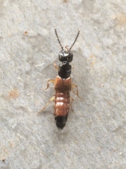 Staphylinidae