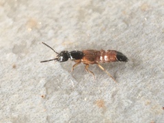 Staphylinidae