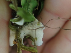 Pseudocyphellaria lindsayi