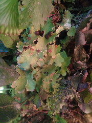 Pseudocyphellaria lindsayi