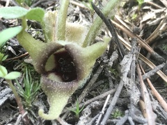 Asarum wagneri