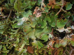 Pseudocyphellaria lindsayi
