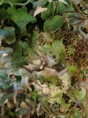 Pseudocyphellaria lindsayi