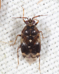Deraeocoris nebulosus