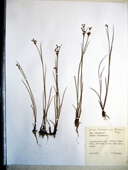 Juncus articulatus limosus
