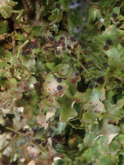 Pseudocyphellaria lindsayi