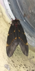 Paradirphia fumosa