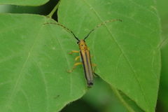 Oberea tripunctata