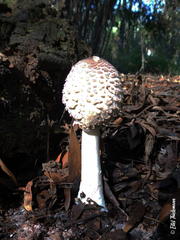 Macrolepiota bonaerensis