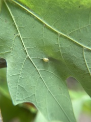 Dasineura communis