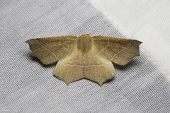 Tetracis cervinaria