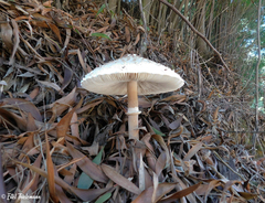 Macrolepiota bonaerensis