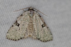 Leuconycta