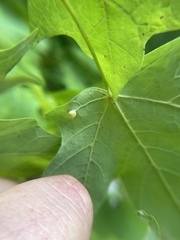 Dasineura communis
