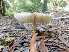 Macrolepiota bonaerensis