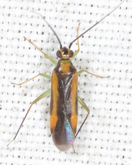 Orthotylus submarginatus